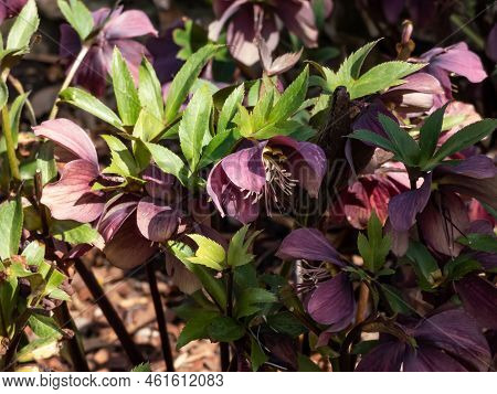 Group Of Early Spring Flowers Purple Hellebore (helleborus Purpurascens) Flowering In Early Spring O
