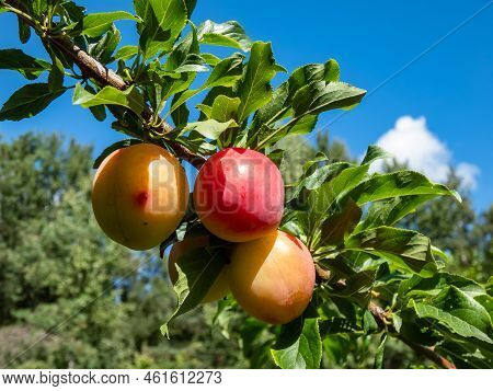 Closeup Shot Of Big, Ripe And Unripe Pink And Green Plums (prunus Domestica) On The Branches Of The 