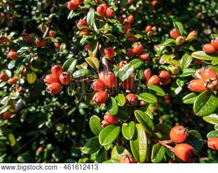Evergreen Shrub With Small, Glossy, Dark Green Leaves And Bright Red Fruits Of Bearberry Cotoneaster