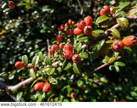 Evergreen Shrub With Small, Glossy, Dark Green Leaves And Bright Red Fruits Of Bearberry Cotoneaster
