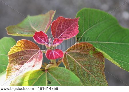 Japanese Mallotus Tree. Euphorbiaceae Deciduous Tree. The Young Leaves In Spring Are Bright Red, Spi