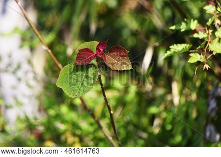 Japanese Mallotus Tree. Euphorbiaceae Deciduous Tree. The Young Leaves In Spring Are Bright Red, Spi