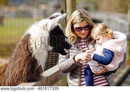 Adorable Cute Toddler Girl And Young Mother Feeding Lama And Alpaca On A Kids Farm. Beautiful Baby C