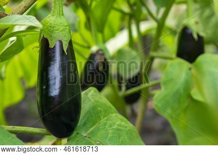 Ripe Eggplant Plants In Garden. Aubergine Eggplants In Greenhouse With High Technology Farming. Agri