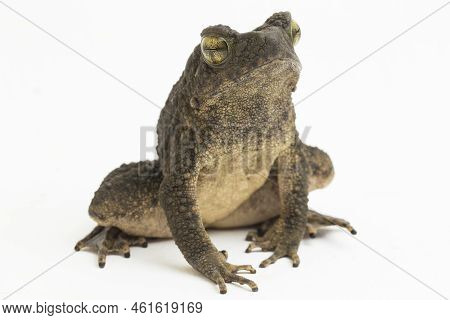 Asian Giant Toad Phrynoidis Asper Isolated On White Background