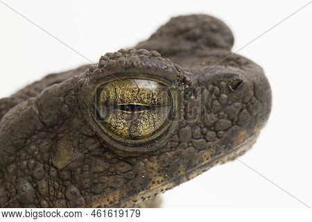 Asian Giant Toad Phrynoidis Asper Isolated On White Background