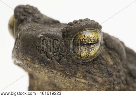 Asian Giant Toad Phrynoidis Asper Isolated On White Background
