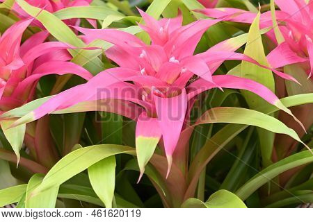 Beautiful Light Pink Flowering Tropical Bromelia Plant.