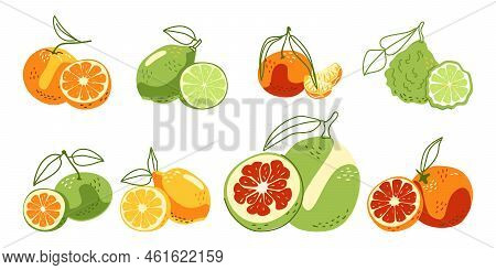 A Collection Of Juicy Citrus Fruits. Vector Illustration In Hand-drawn Style Isolated On A White Bac