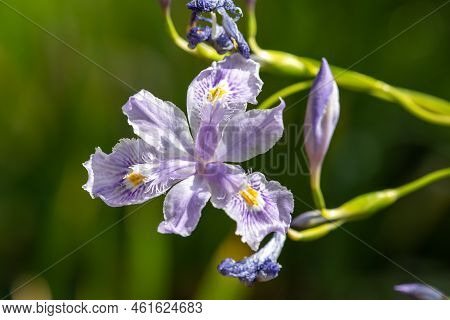 Bamboo Iris (iris Confusa) Flower