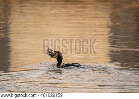 A Cormorant Getting Ready To Eat A Fish That It Caught In A Lake.