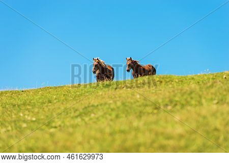 Two Brown Horses In A Mountain Pasture Against A Clear Blue Sky, Green Meadow. Feistritz An Der Gail