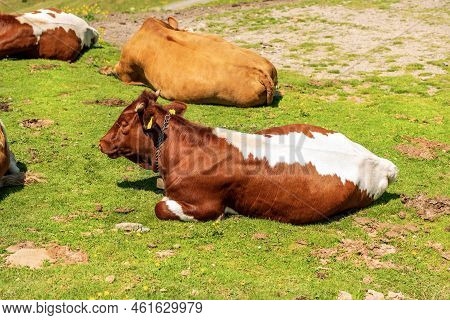 Brown And White Dairy Cows With Cowbell On A Mountain Pasture, Green Meadow, Profile View, Carnic Al