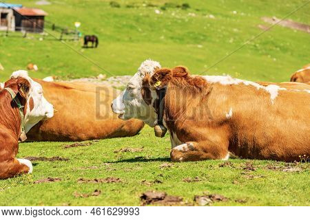 Brown And White Dairy Cows With Cowbell On A Mountain Pasture, Green Meadow, Profile View, Carnic Al