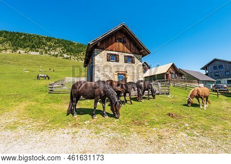 Herd Of Brown Horses In A Mountain Pasture, Italy-austria Border, Feistritz An Der Gail Municipality