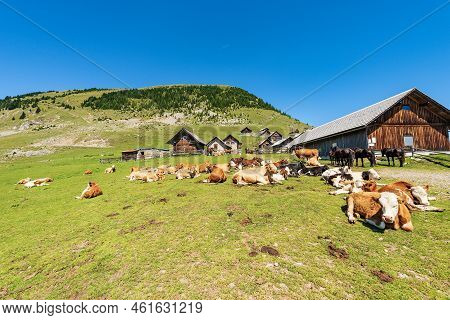 Herd Of Dairy Cows And Horses In A Mountain Pasture, Italy-austria Border, Feistritz An Der Gail Mun