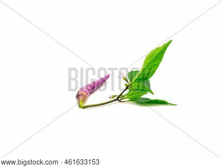 One Fresh Purple Buena Mulata Pepper With Fresh Leaves And Flower Isolated On White Background