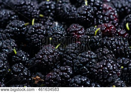 Mulberry Background. Fresh Mulberrys Top View. Black Berries Wide Backdrop.