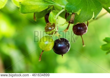 Josta Berries Of A Hybrid Of Blackcurrant And Gooseberry On The Branches Of A Bush In The Early Morn