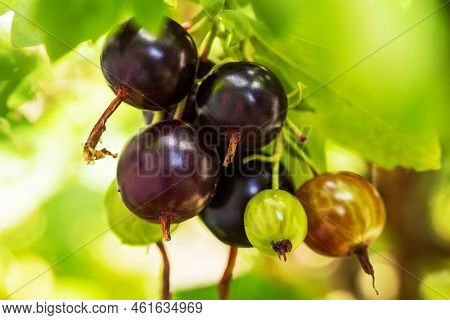 Josta Berries Of A Hybrid Of Blackcurrant And Gooseberry On The Branches Of A Bush In The Early Morn