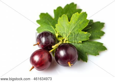 Josta With Leaves Hybrid Gooseberry And Black Currant Isolated On White