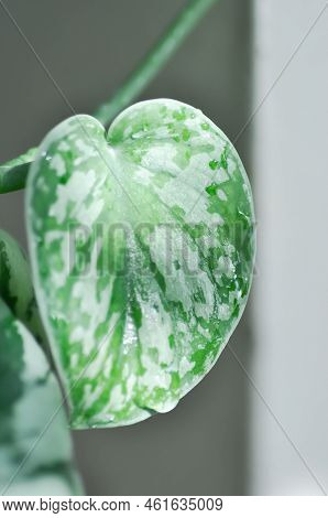 Satin Pothos, Silver Hilodendron Or Scindapsus Pictus Hassk Or Argyreus Plant