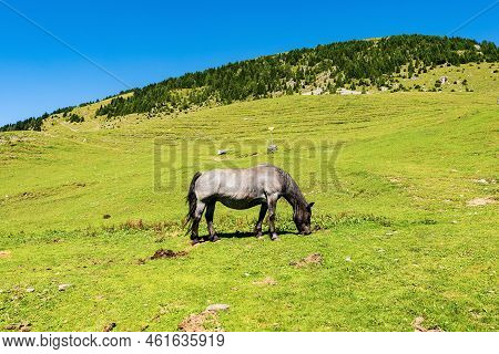 Horse In The Mountain Pasture. Osternig Or Oisternig Mountain Peak, Carnic Alps, Feistritz An Der Ga