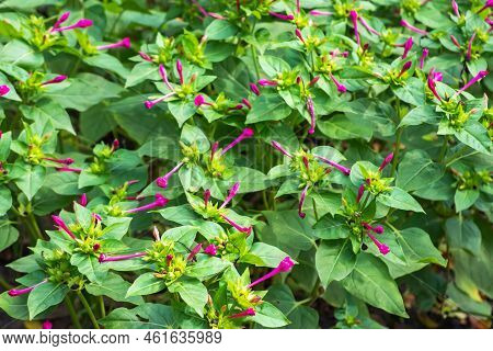 Mirabilis Jalapa, The Marvel Of Peru Or Four O'clock Flower, Is The Most Commonly Grown Ornamental S