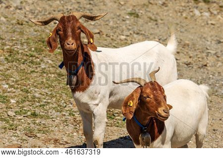 Close-up Of Two White And Brown Horned Mountain Goats With Cowbell, Carnic Alps, Feistritz An Der Ga