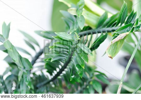 Euphorbia Tithymaloides, Euphorbiaceae Or Homalocladium Platycladum Or Muchlenbeckia Platyclada Meis