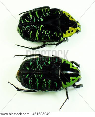 Green Black Flower Beetles Isolated On White. Euchroea Coelestis Macro Close Up. Collection Beetles,