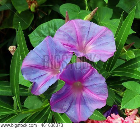 Lilac Purple Violet Beautiful Morning Glory Flower Ipomea Close-up Against Green Background