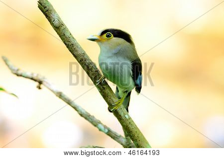 Samec Silver-breasted Broadbill (serilophus Lunatus)