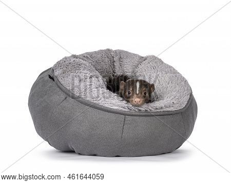 Cute Young Brown Striped Skunk Aka Mephitis Mephitis, Hiding Out In Soft Grey Basket. Looking Toward