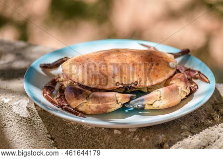 Fresh Raw Edible Brown Sea Crab Also Known As Cancer Pagurus By Mediterranean Sea On Blue Plate On C