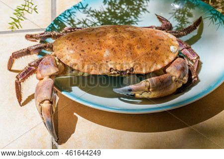Fresh Raw Edible Brown Sea Crab Also Known As Cancer Pagurus By Mediterranean Sea On Blue Plate On A