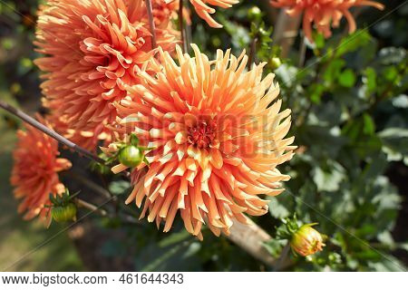 Close Up Of Red And White Asteraceae Dahlia \