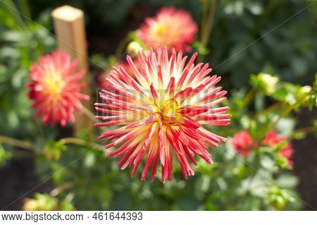 Close Up Of Red And White Asteraceae Dahlia \