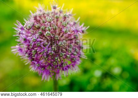 Green Onion Inflorescence On A Blurred Green Background, Close-up. Composition From Blooming Purple 