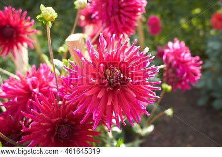 Close Up Of Violet Asteraceae Dahlia \