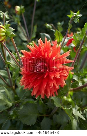 Close Up Of Violet Asteraceae Dahlia \