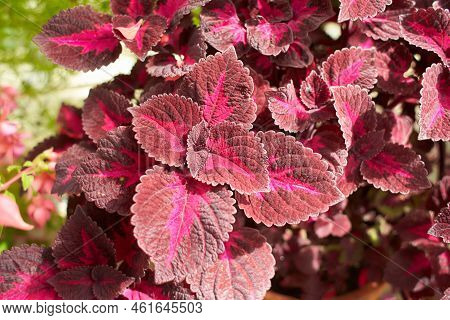 Flowers Of Coleus Reddish Or Purple Leaves. Known As Plectranthus Scutellarioides, Coleus Blumei And