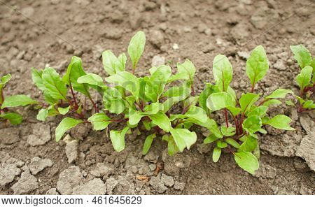 Leaf Of Beet Root. Fresh Green Leaves Of Beetroot Or Beet Root Seedling. Row Of Green Young Beet Lea