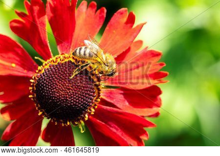 A Macro Portrait Of A Honey Bee Sitting On Top Of A Helenium Moerheim Or Mariachi Flower Collecting 