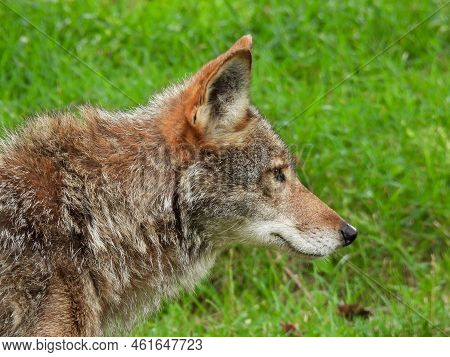 Coyote At Parc Omega In Montreal, Canada