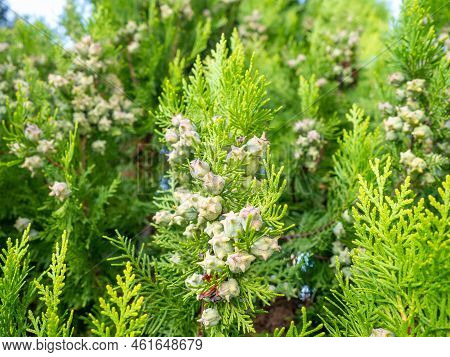 Background From Coniferous Leaves. Cypress Cones. Cypress Needles. Beautiful Natural Background. Pin