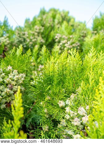 Background From Coniferous Leaves. Cypress Cones. Cypress Needles. Beautiful Natural Background. Pin