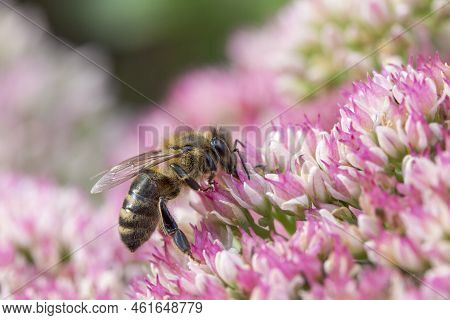 Honey Bee Collecting Pollen On Hylotelephium 'herbstfreude' (pink Sedum)