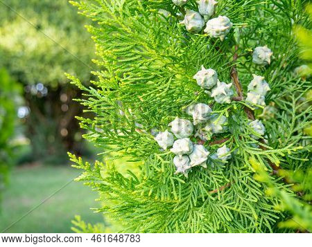Background From Coniferous Leaves. Cypress Cones. Cypress Needles. Beautiful Natural Background. Pin