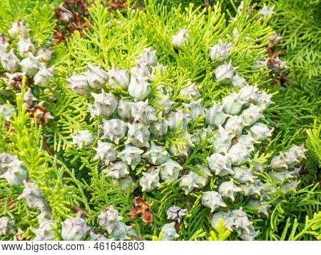 Background From Coniferous Leaves. Cypress Cones. Cypress Needles. Beautiful Natural Background. Pin